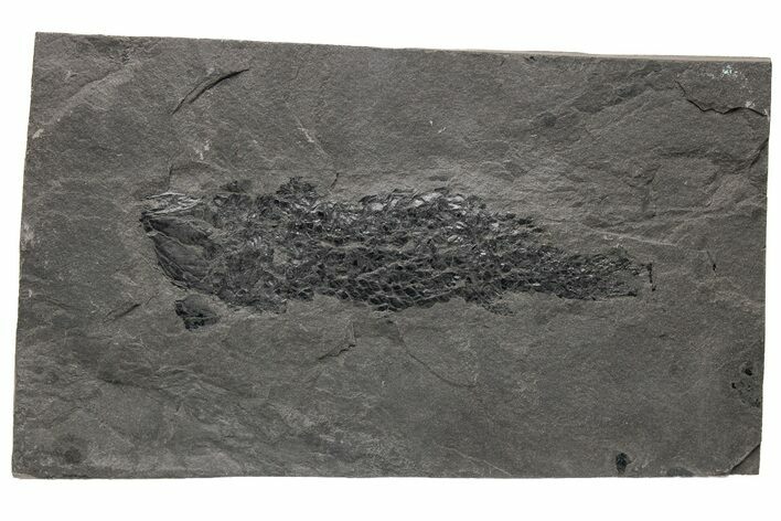 Devonian Lobe-Finned Fish (Osteolepis) Fossil - Scotland #217953